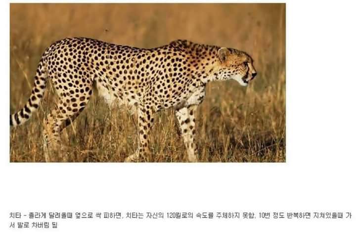 각 동물과의 1대1싸움공략법.JPG (유용정보) | 인스티즈
