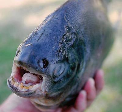  특이한 동물들(다소 징그러움 주의) | 인스티즈