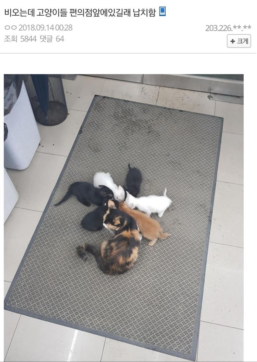 고양이 가족 납치한 디씨갤러 | 인스티즈