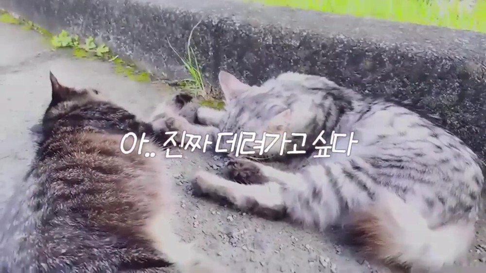 [스압주의] 일본인 캣맘 유튜버 1편 - 포크레인으로 마당 갈아엎음 | 인스티즈