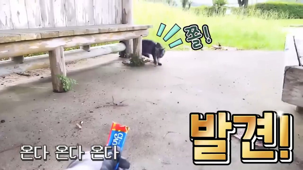 [스압주의] 일본인 캣맘 유튜버 1편 - 포크레인으로 마당 갈아엎음 | 인스티즈