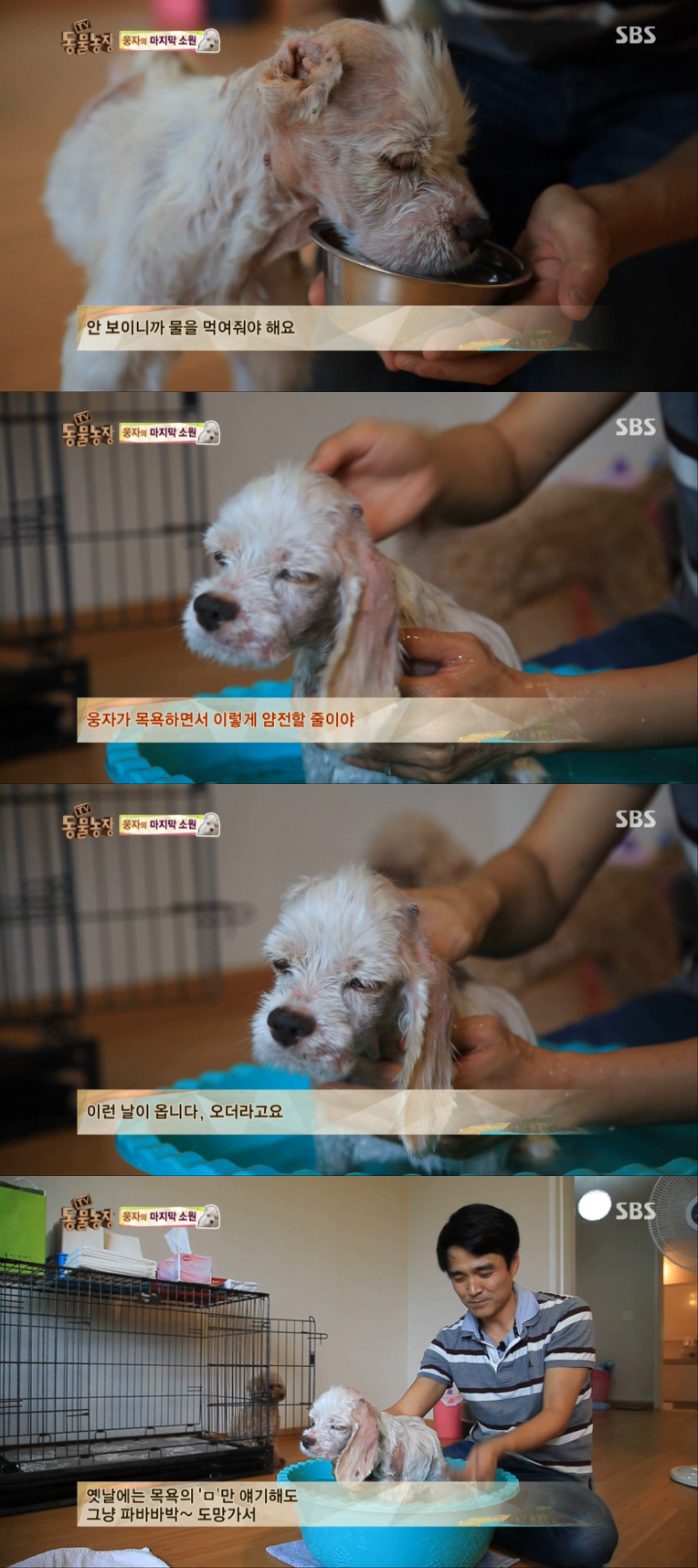 동물농장이 낳은 최고의 스타견 웅자 근황 | 인스티즈