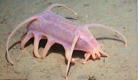  특이한 동물들(다소 징그러움 주의) | 인스티즈