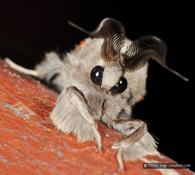  특이한 동물들(다소 징그러움 주의) | 인스티즈