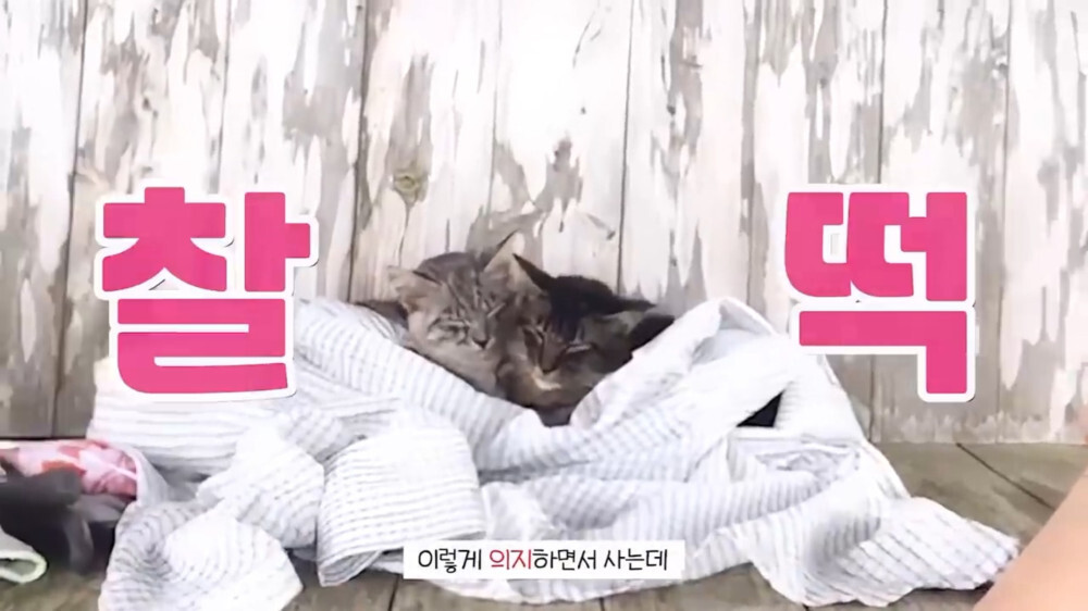 [스압주의] 일본인 캣맘 유튜버 1편 - 포크레인으로 마당 갈아엎음 | 인스티즈