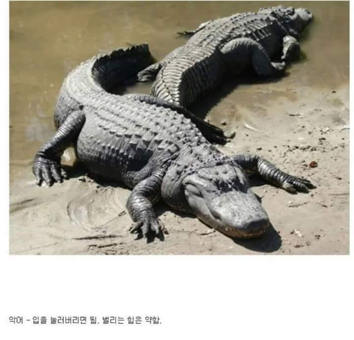 각 동물과의 1대1싸움공략법.JPG (유용정보) | 인스티즈