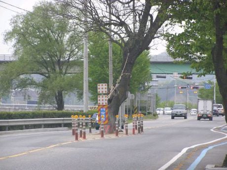 안동 귀신나무 | 인스티즈