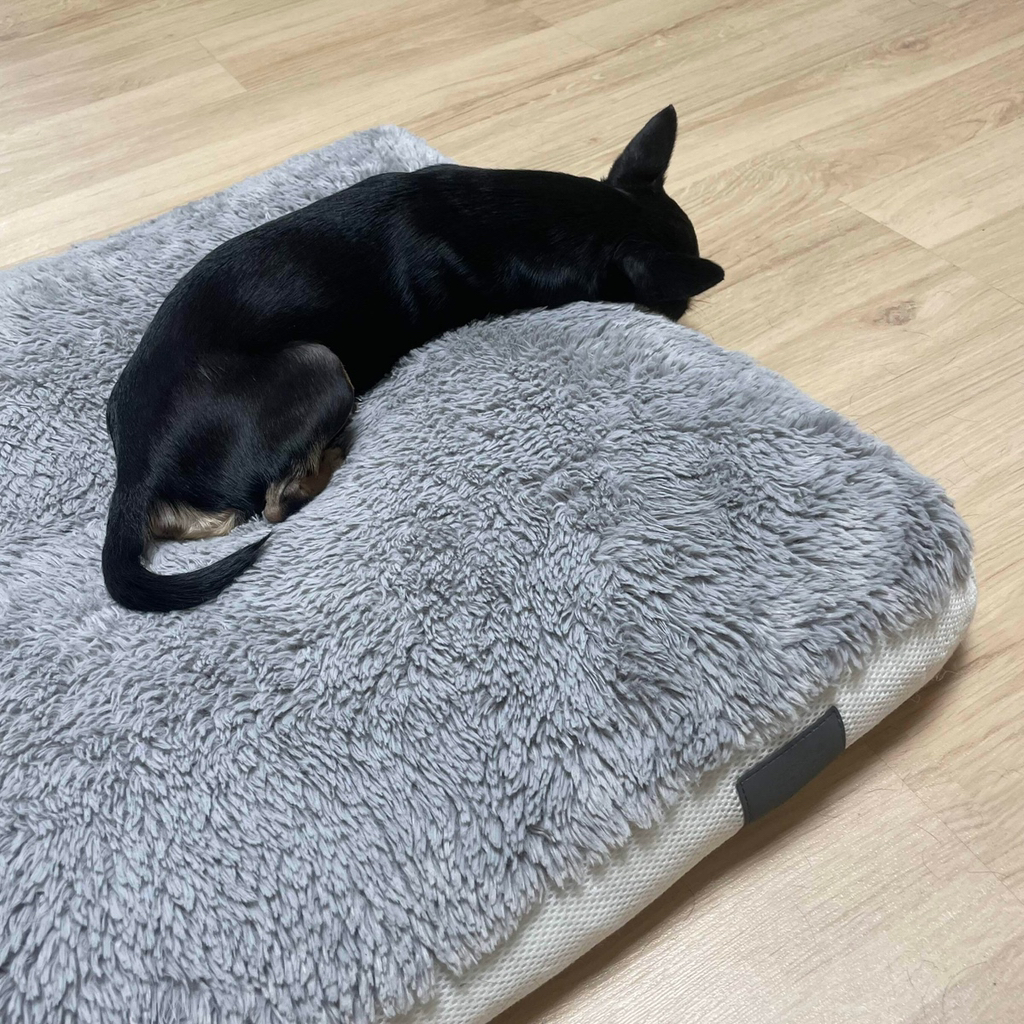 강아지가 3일째 삐져있어요.blind | 인스티즈