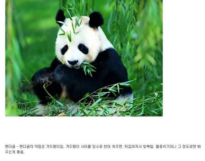 각 동물과의 1대1싸움공략법.JPG (유용정보) | 인스티즈