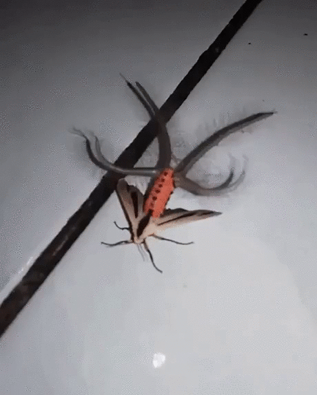 진짜 개징그러운 나방 조사해옴(ㄹㅇ개징그러움) | 인스티즈