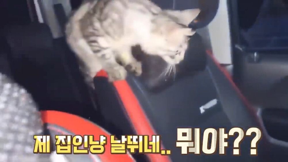 [스압주의] 일본인 캣맘 유튜버 1편 - 포크레인으로 마당 갈아엎음 | 인스티즈