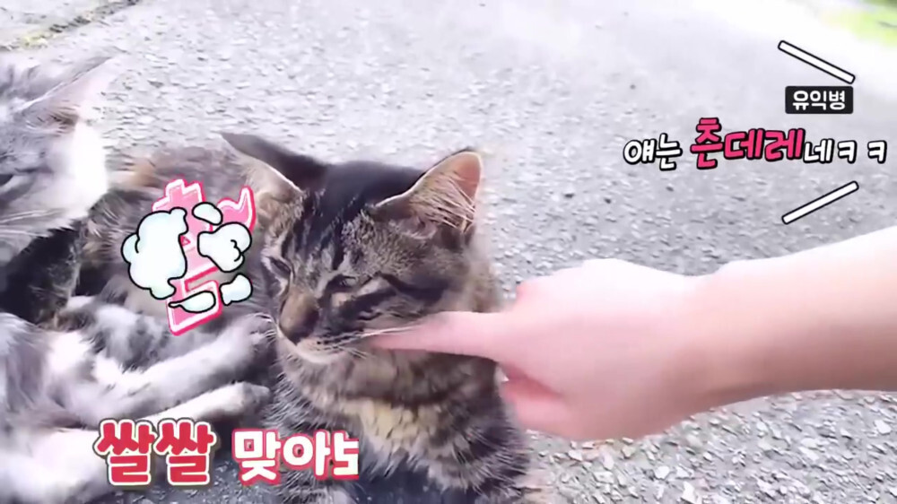 [스압주의] 일본인 캣맘 유튜버 1편 - 포크레인으로 마당 갈아엎음 | 인스티즈