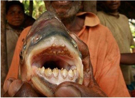  특이한 동물들(다소 징그러움 주의) | 인스티즈