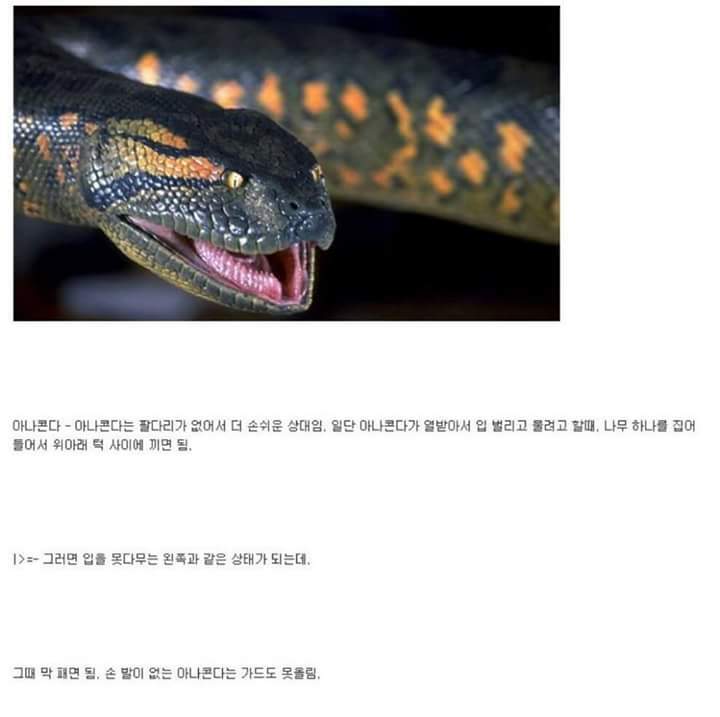 각 동물과의 1대1싸움공략법.JPG (유용정보) | 인스티즈