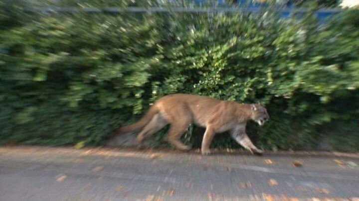 캐나다 길고양이 수준ㄷㄷ | 인스티즈