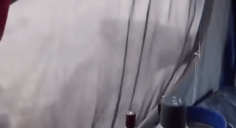 캠핑 중 텐트 이슬을 핥고 있는 사자 | 인스티즈