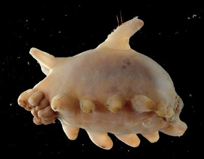  특이한 동물들(다소 징그러움 주의) | 인스티즈