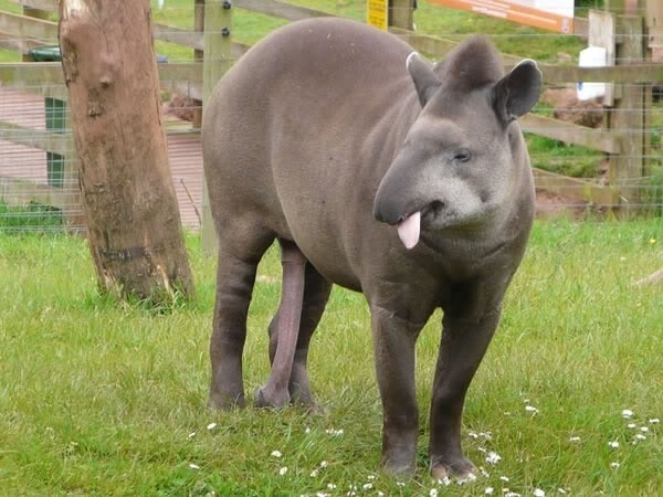  특이한 동물들(다소 징그러움 주의) | 인스티즈