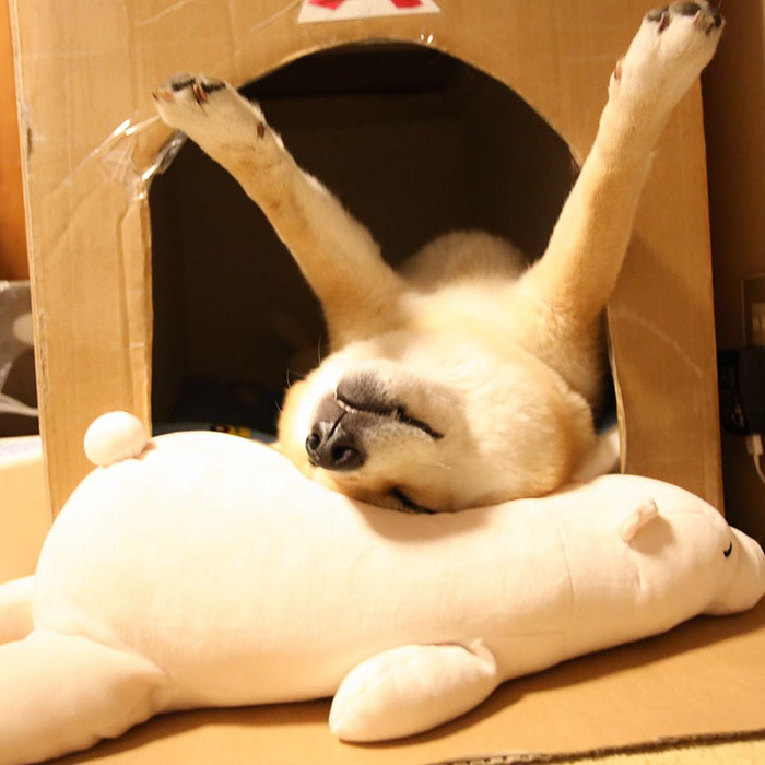 잠자는 모습도 귀여운 시바견 | 인스티즈