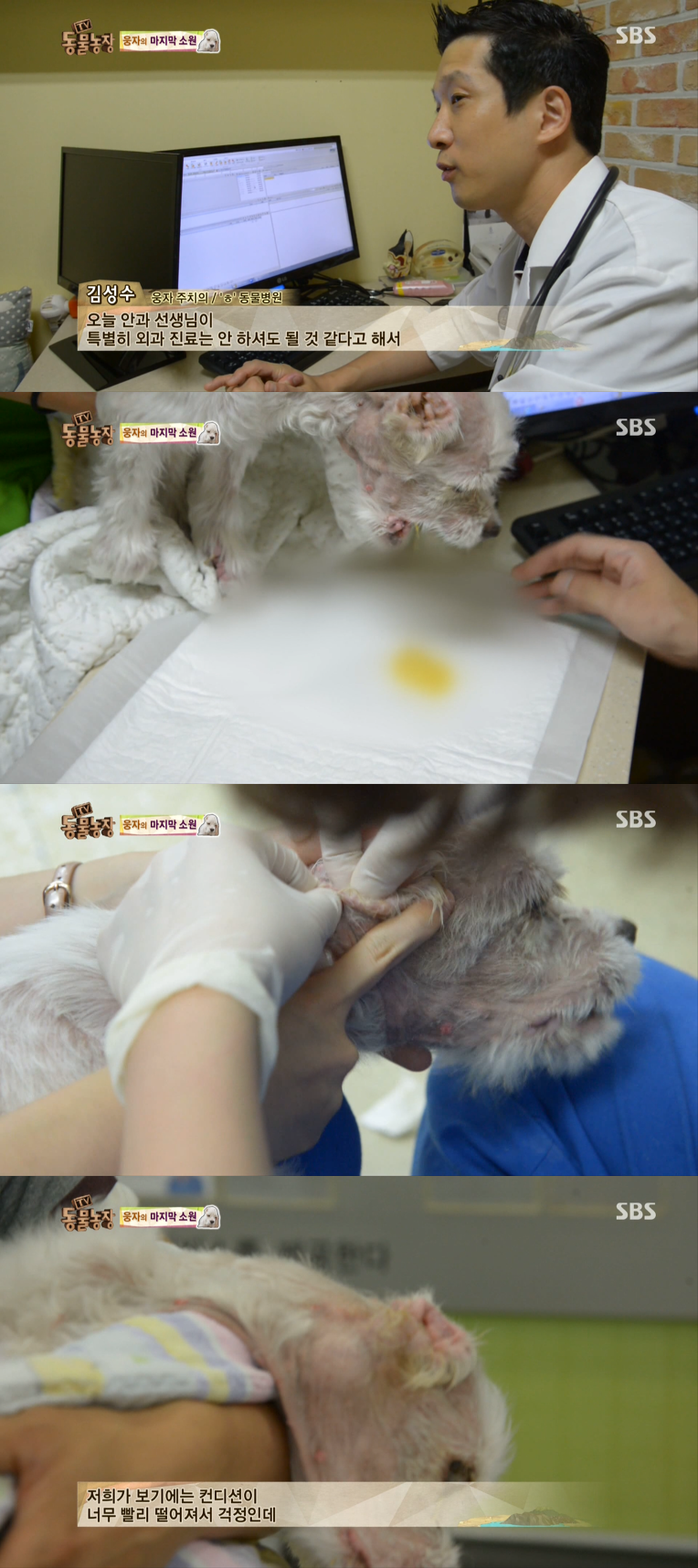 동물농장이 낳은 최고의 스타견 웅자 근황 | 인스티즈