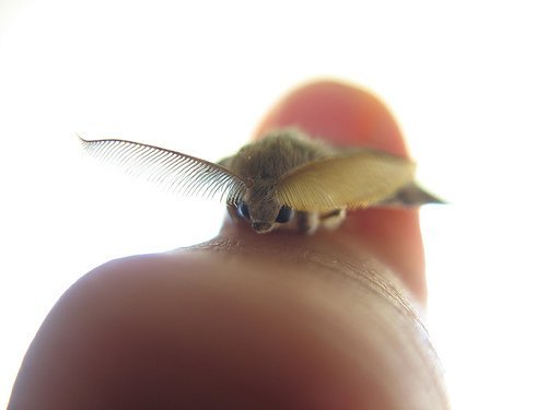  특이한 동물들(다소 징그러움 주의) | 인스티즈