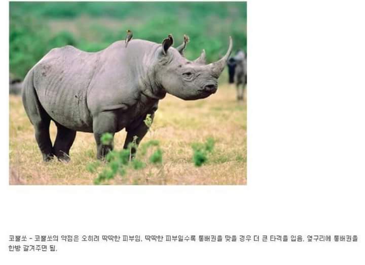 각 동물과의 1대1싸움공략법.JPG (유용정보) | 인스티즈