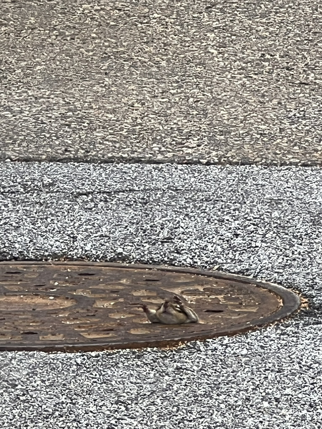 예전에 지나가다가 하수구에서 계속 못 빠져나오는 다람쥐를 본 적이 있슨.twt | 인스티즈