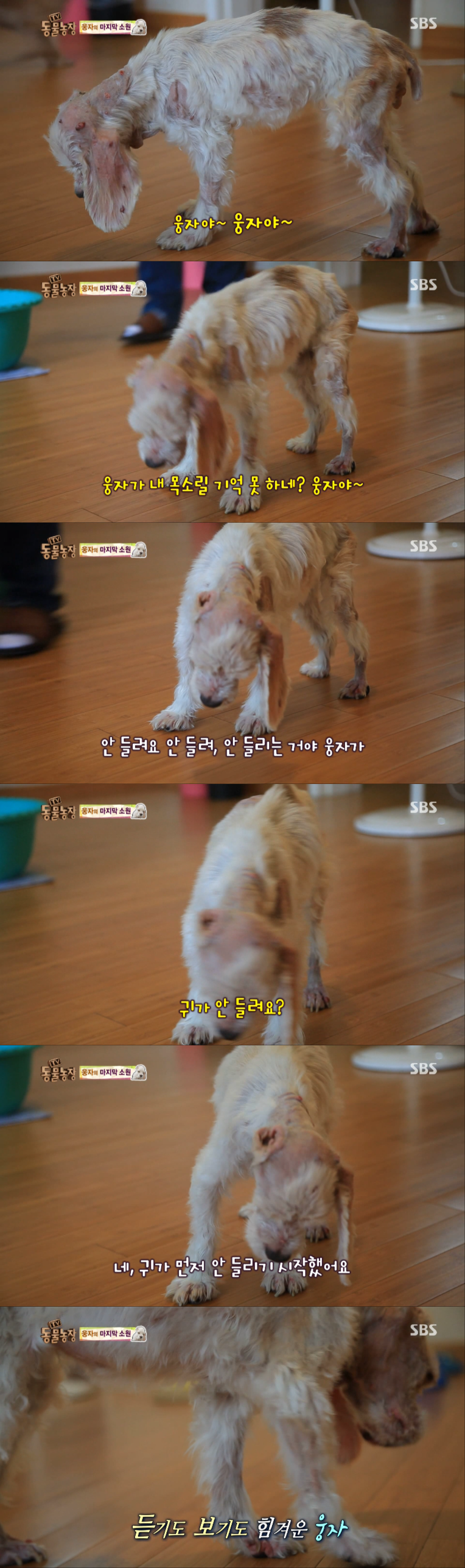 동물농장이 낳은 최고의 스타견 웅자 근황 | 인스티즈
