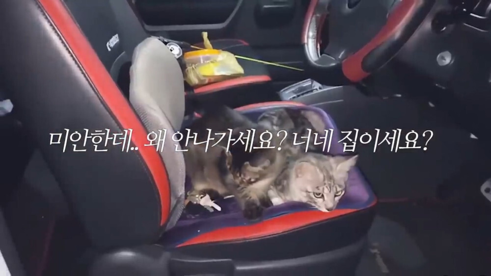 [스압주의] 일본인 캣맘 유튜버 1편 - 포크레인으로 마당 갈아엎음 | 인스티즈