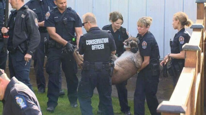 캐나다 길고양이 수준ㄷㄷ | 인스티즈