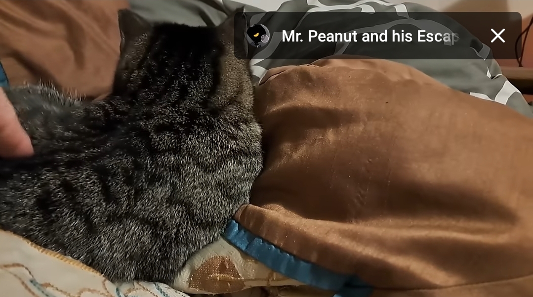 집사들이 은근히 좋아하는 장난 | 인스티즈