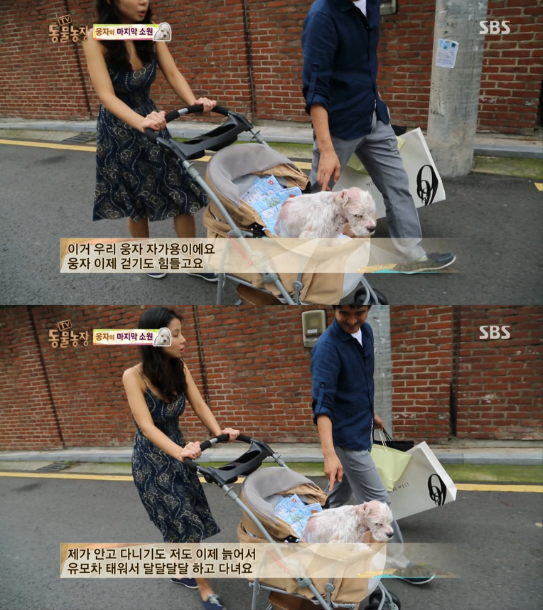 동물농장이 낳은 최고의 스타견 웅자 근황 | 인스티즈