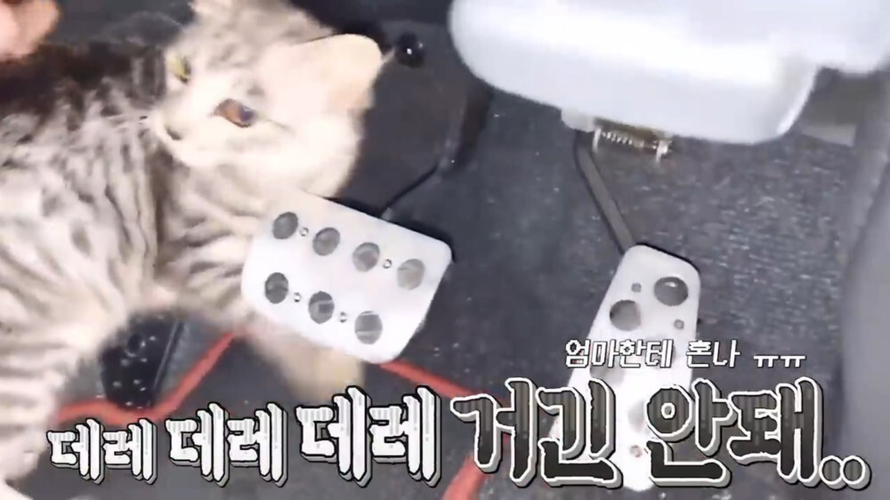 [스압주의] 일본인 캣맘 유튜버 1편 - 포크레인으로 마당 갈아엎음 | 인스티즈