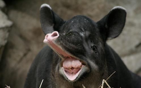  특이한 동물들(다소 징그러움 주의) | 인스티즈