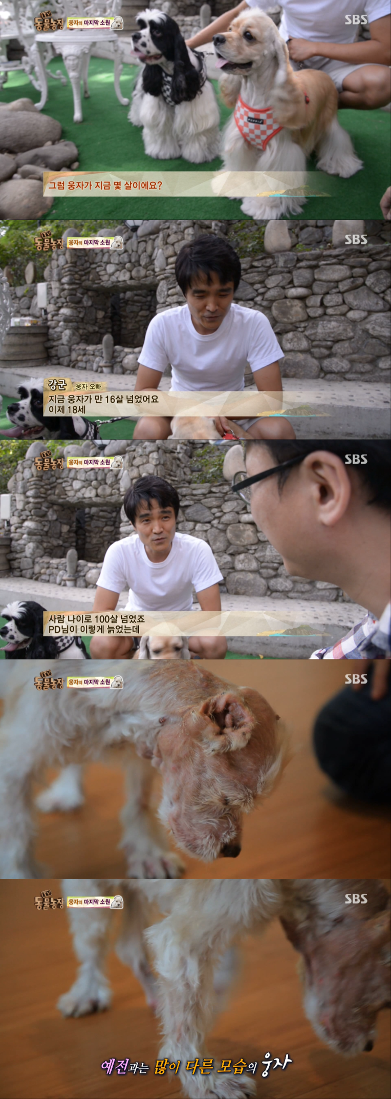 동물농장이 낳은 최고의 스타견 웅자 근황 | 인스티즈