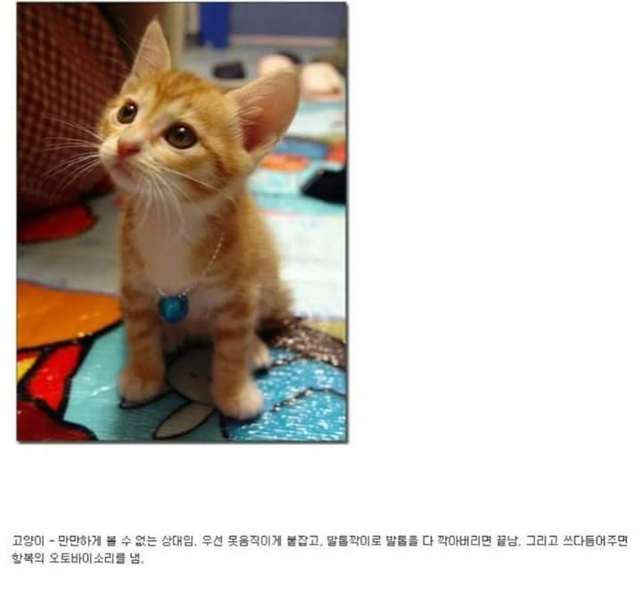 각 동물과의 1대1싸움공략법.JPG (유용정보) | 인스티즈