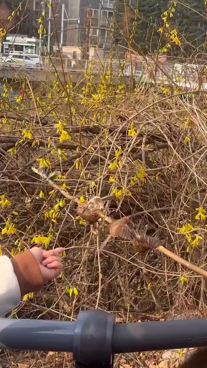 누가 새를 개나리 가지에 붙여놨다고 함 | 인스티즈