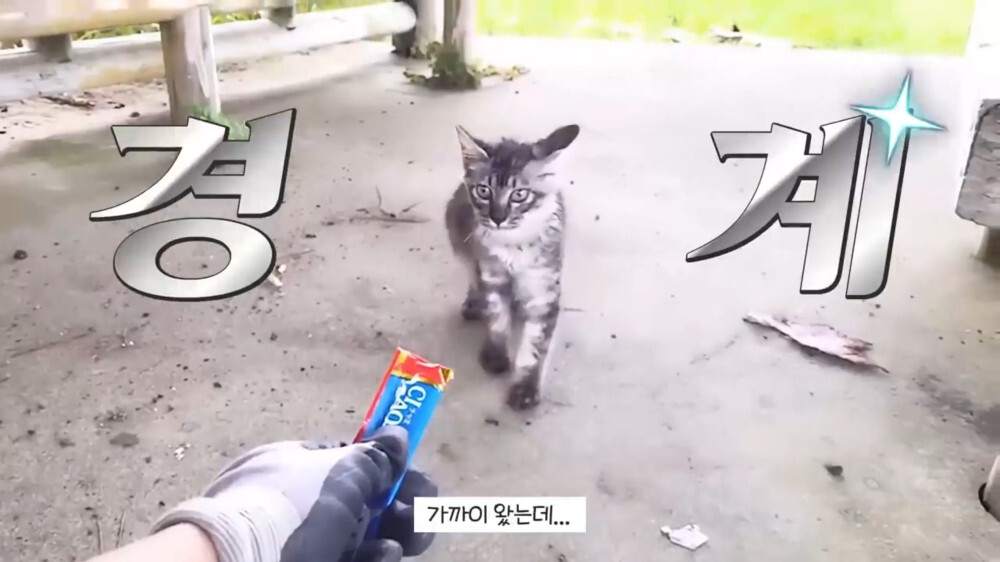 [스압주의] 일본인 캣맘 유튜버 1편 - 포크레인으로 마당 갈아엎음 | 인스티즈