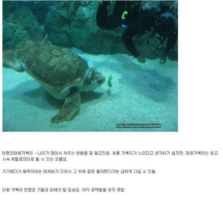 각 동물과의 1대1싸움공략법.JPG (유용정보) | 인스티즈