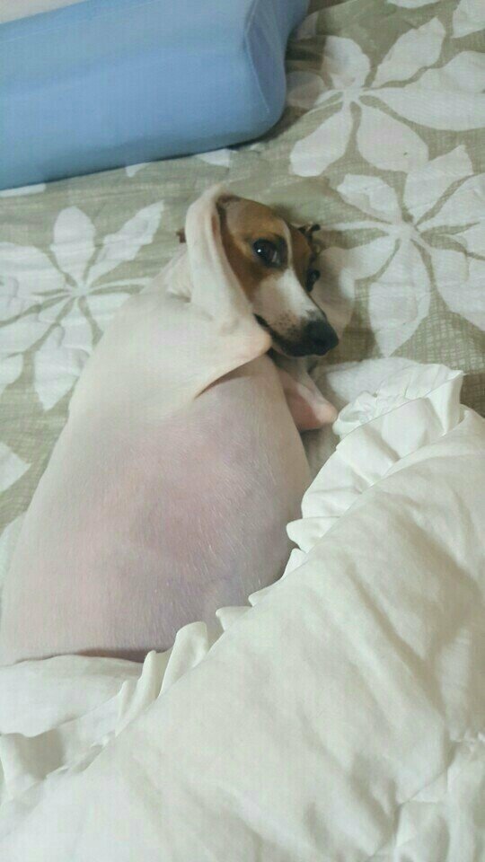 댕댕이 인증 레전드.jpg | 인스티즈