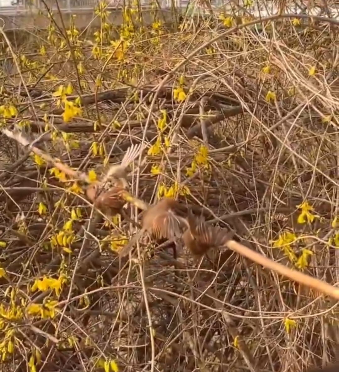 누가 새를 개나리 가지에 붙여놨다고 함 | 인스티즈