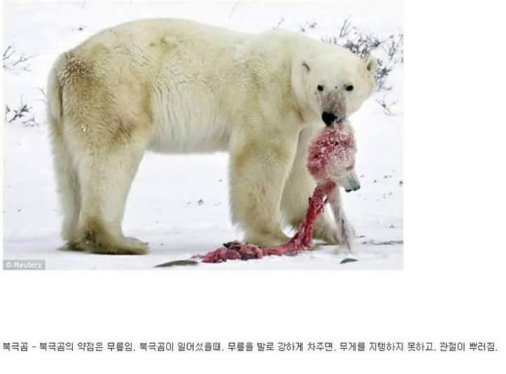 각 동물과의 1대1싸움공략법.JPG (유용정보) | 인스티즈