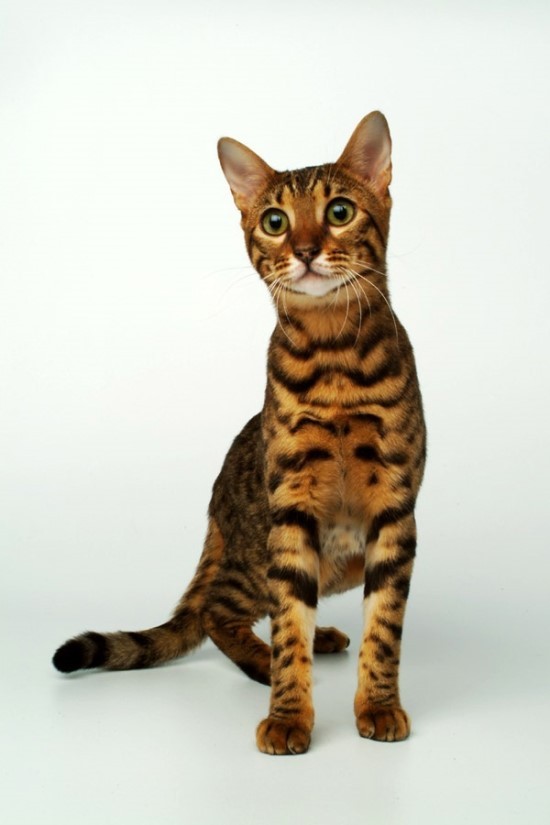 호피무늬가 정말정말 멋있는! 뱅갈고양이에 대하여 | 인스티즈