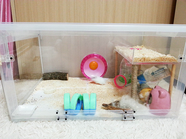 햄스터에 대해 사람들이 오해하는 사실 | 인스티즈