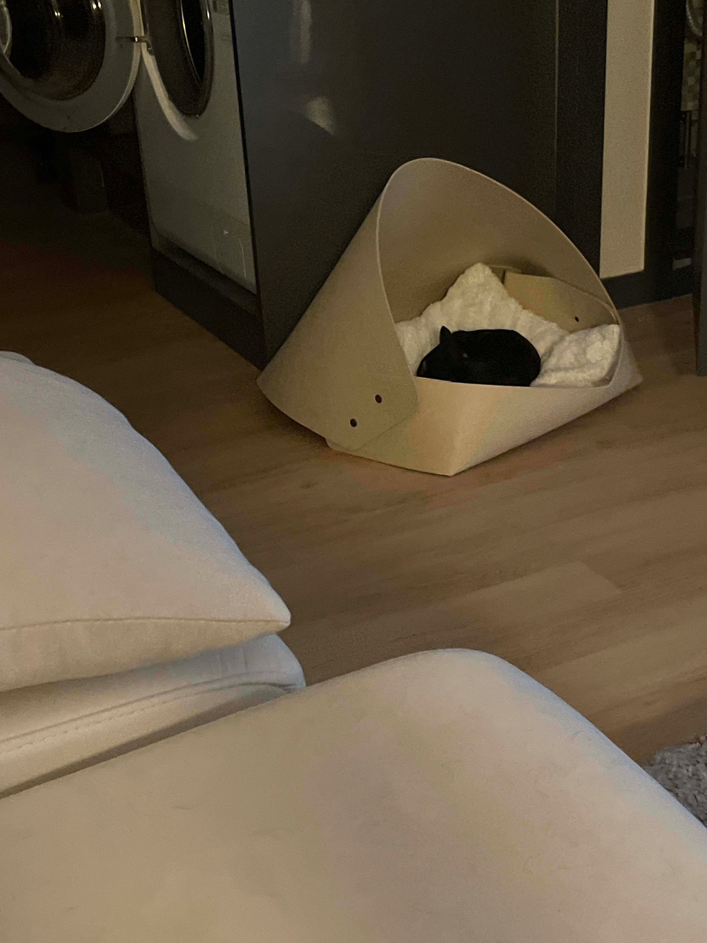 강아지가 3일째 삐져있어요.blind | 인스티즈