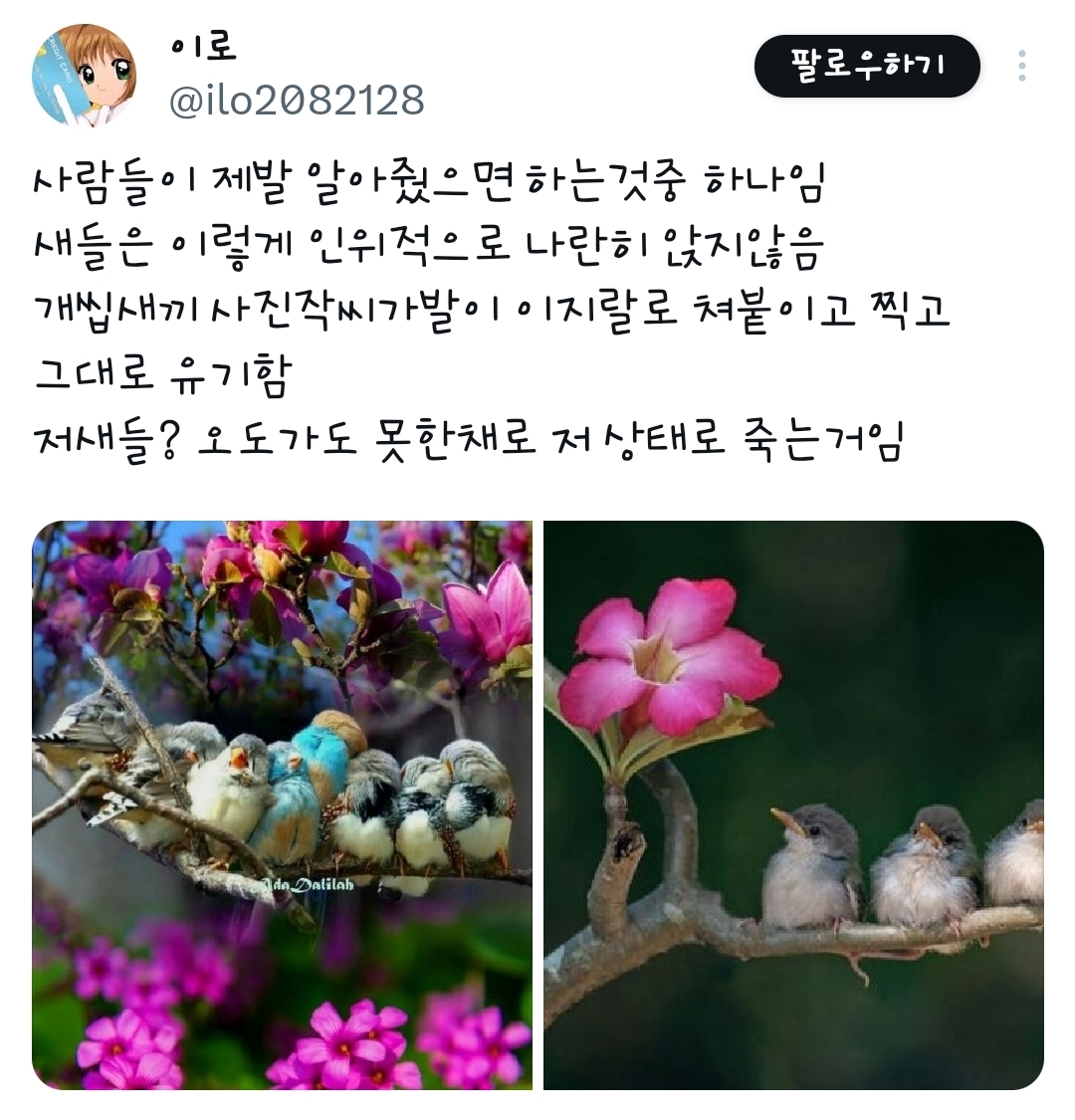 누가 새를 개나리 가지에 붙여놨다고 함 | 인스티즈