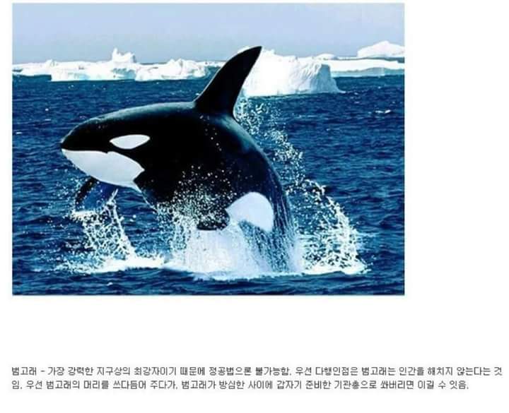 각 동물과의 1대1싸움공략법.JPG (유용정보) | 인스티즈
