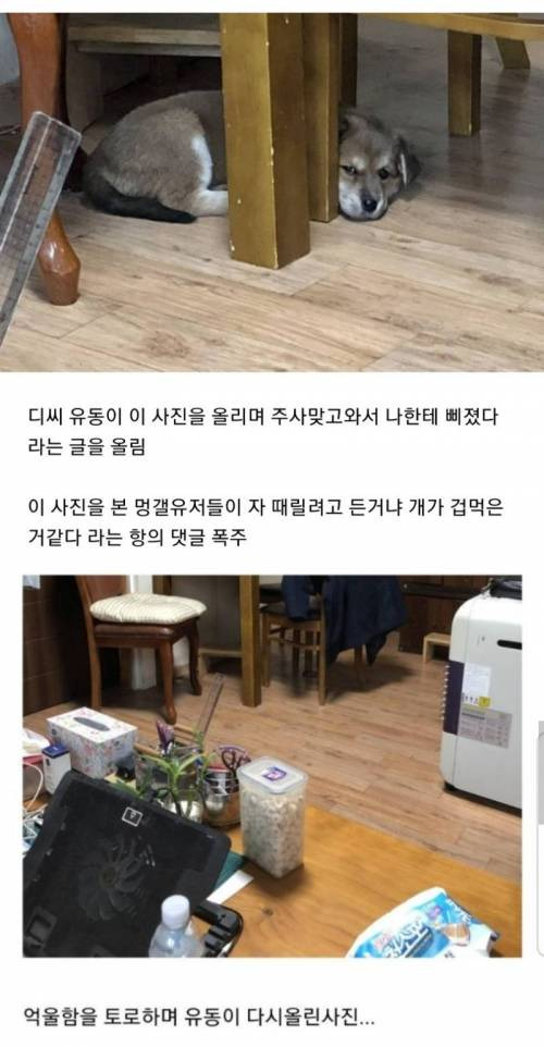 디씨에서 난리난 강아지 학대 논란 | 인스티즈