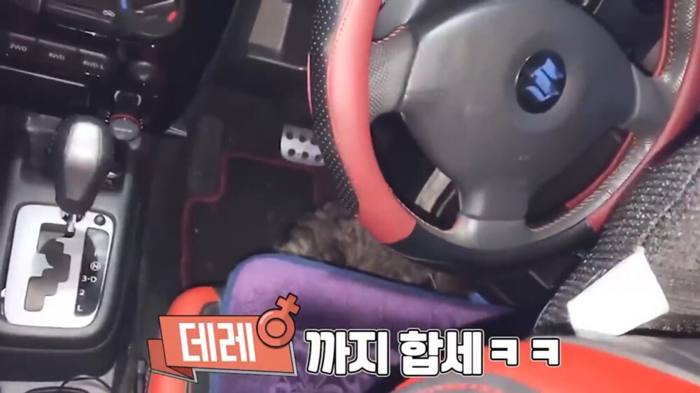 [스압주의] 일본인 캣맘 유튜버 1편 - 포크레인으로 마당 갈아엎음 | 인스티즈