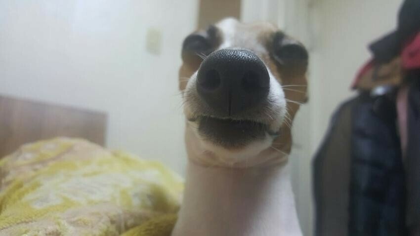 댕댕이 인증 레전드.jpg | 인스티즈